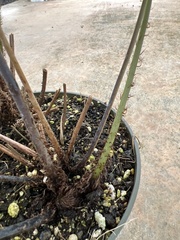 Dryopteris sandwicensis