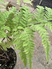 Dryopteris sandwicensis