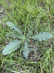 Engelmannia peristenia