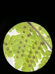 Dryopteris sandwicensis