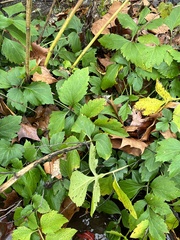 Rudbeckia laciniata