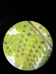 Dryopteris sandwicensis