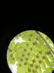 Dryopteris sandwicensis