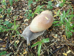 Megalobulimus oblongus