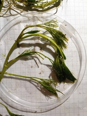 Batrachium
