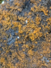 Trentepohlia