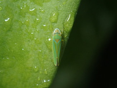 Graphocephala versuta