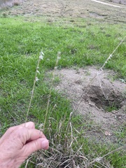 Bothriochloa laguroides