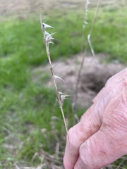 Bothriochloa laguroides