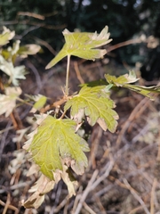 Ribes montigenum