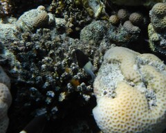 Pycnochromis dimidiatus