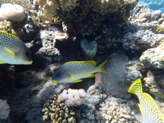 Plectorhinchus gaterinus