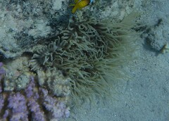Heteractis crispa