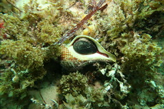 Australaria australasia