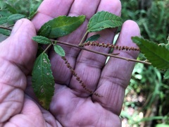 Acalypha eremorum