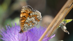 Melitaea phoebe