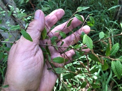 Acalypha eremorum