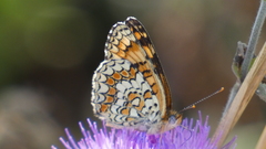 Melitaea phoebe