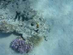 Amphiprion bicinctus