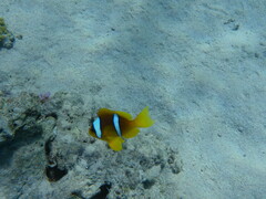 Amphiprion bicinctus
