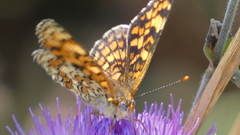Melitaea phoebe