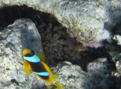 Entacmaea quadricolor