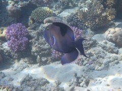 Pseudobalistes fuscus