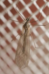 Trichocera annulata