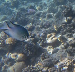 Amblyglyphidodon indicus