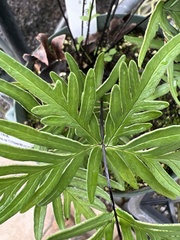 Doryopteris