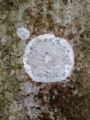 Pertusaria