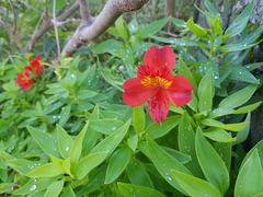 Alstroemeria aurea