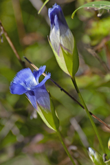 Gentianopsis virgata