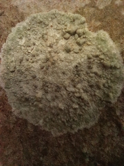 Pertusaria