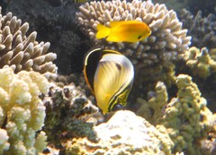 Chaetodon austriacus