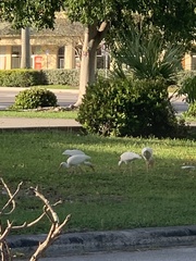 Eudocimus albus