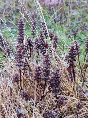 čiernohlávok obyčajný (Prunella vulgaris)