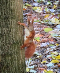 Sciurus vulgaris