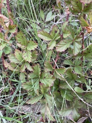Rubus trivialis