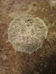 Pertusaria