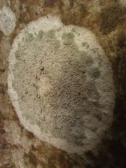 Pertusaria