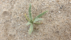 Baileya pauciradiata