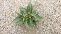 Stillingia spinulosa