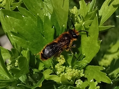 Leioproctus fulvescens
