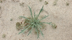 Baileya pauciradiata