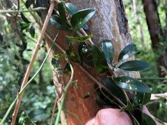 Jasminum didymum racemosum