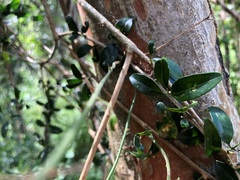 Jasminum didymum racemosum