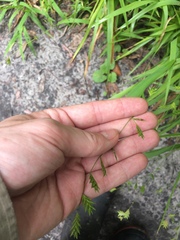Chasmanthium nitidum