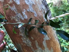 Jasminum didymum racemosum