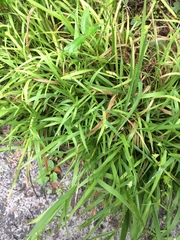 Chasmanthium nitidum